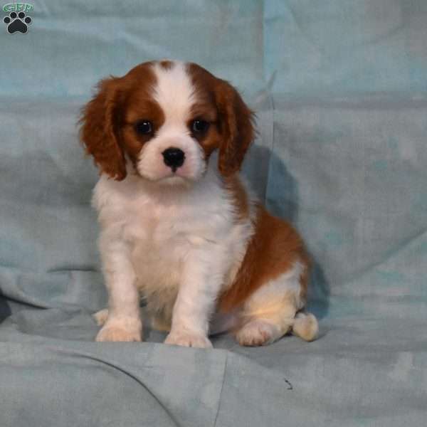 Spunky, Cavalier King Charles Spaniel Puppy